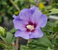 Hibiscus syriacus 'Marina' - Altheastruik  ‘Marina' - 1