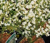 Cytisus praecox 'Albus' - Brem 'Albus'  - 1