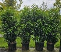 Prunus laurocerasus 'Elly' - Wintergroene laurierkers 'Elly' -  juni 2024 kwekerij Ten Hoven voorraad