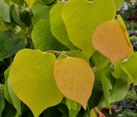 Cercis canadensis 'The Rising Sun' - Judasboom - augustus 2024