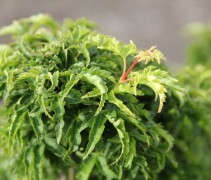 Acer palmatum Shishigashira