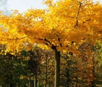 Ginkgo Biloba