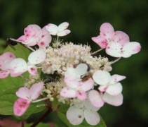 Hydrangea paniculata 'Wim's Red'