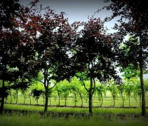 Fagus sylvatica 'Atropunicea' op kwekerij
