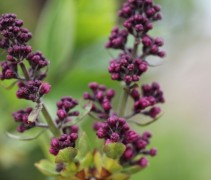 Syringa vulgaris 'Charles Joly'