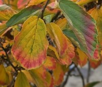 Hamamelis mollis - Toverhazelaar - 2