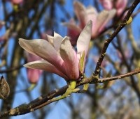 Magnolia 'Heaven Scent'  - Beverboom - 1