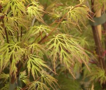 Acer palmatum Emerald Lace