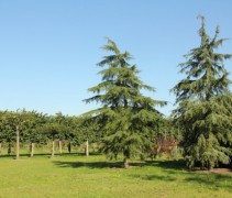 Cedrus deodara Pendula / Himalayaceder 'Pendula' 