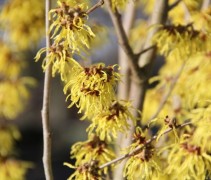 Hamamelis x intermedia Arnold's Promise