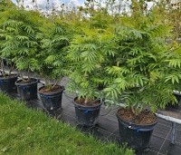Sorbus 'Dodong' - Lijsterbes 'Dodong' - 2