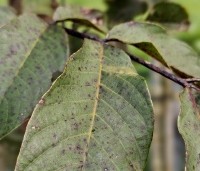 Juglans regia 'Purpurea' - Walnoot, roodbladig - herfstblad