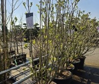 Syringa vulgaris 'Charles Joly' - Gewone syring - 1