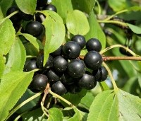 Rhamnus cathartica - Wegedoorn - 1