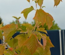 Acer pensylvanicum