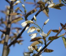 Amelanchier laevis Ballerina