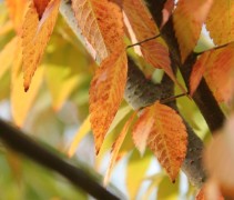 Zelkova herfst