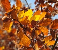 Fagus sylvatica 'Atropunicea' - Rode beuk - 1