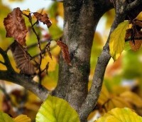 Fagus sylvatica 'Atropunicea' - Rode beuk - 2