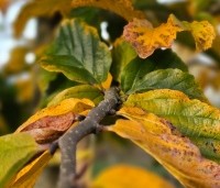Parrotia persica - Perzisch IJzerhout - herfst