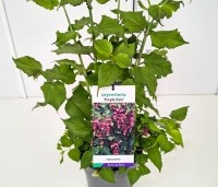 Leycesteria formosa 'Purple Rain' - Grootmoeders oorbellen 'Purple Rain' - 2