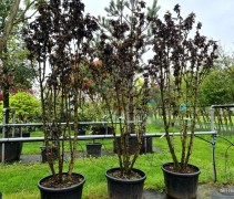 Sambucus nigra 'Black Tower'