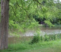 Taxodium Distichum