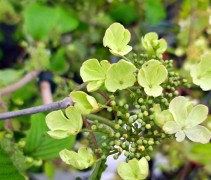 Viburnum plicatum 'Kilimandjaro'