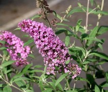 Vlinderstruik 'Pink Delight' met roze bloemen