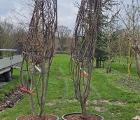 Cercis siliquastrum - Judasboom - 1