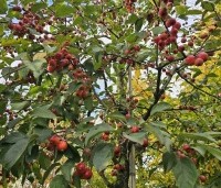 Malus 'Red Sentinel' - Sierappel - 1