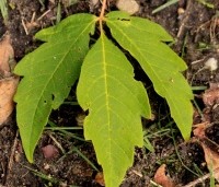 Acer triflorum - Driebloemige esdoorn - blad