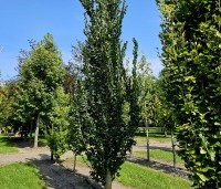 Ulmus Columella - Hollandse resistente zuil-iep - 1