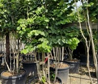 Cercis chinensis 'Avondale' - Chinese Judasboom 'Avondale'  - 2