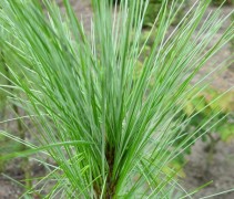 Pinus strobus naalden