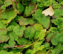 Tiarella Cordifolia