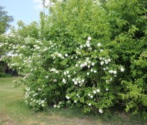 Viburnum opulus ‘Roseum’