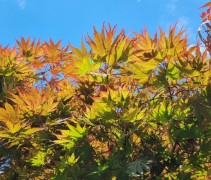 Acer palmatum 'Masu-kagami'