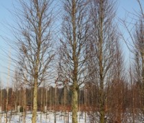 Carpinus betulus 'Frans Fontaine'