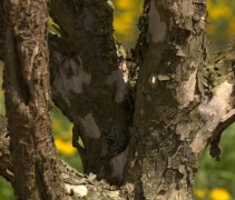 Cornus mas