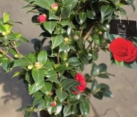 Camellia japonica 'Black Lace' - Camellia 'Black Lace' - 2
