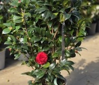 Camellia japonica 'Black Lace' - Camellia 'Black Lace' - 3