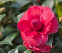 Camellia japonica 'Black Lace' - Camellia 'Black Lace' - 1