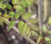 Decaisnea
