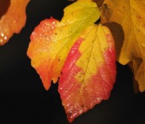 Perzisch IJzerhout 'Jodrell Bank' in herfst