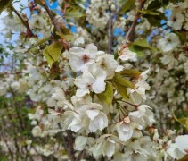 Prunus 'Ukon' 