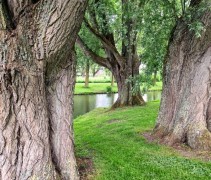 Salix Alba