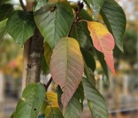 Prunus serrulata 'Kanzan' - Sierkers, kanzan - 6
