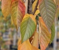 Prunus serrulata 'Kanzan' - Sierkers, kanzan - prachtige herfstkleuren in het najaar van 2025