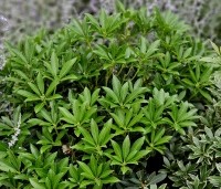 Pieris japonica 'Debutante' - Rotsheide 'Debutante' - 2